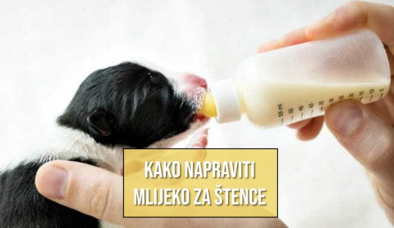 KAKO NAPRAVITI MLIJEKO ZA ŠTENCE