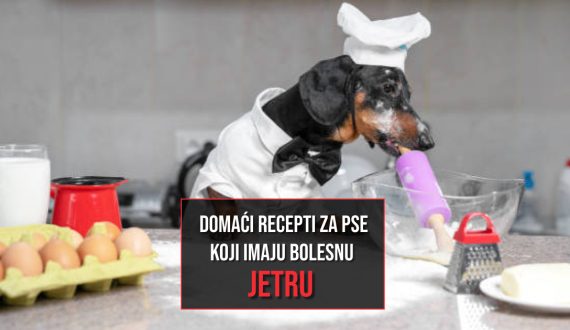 domači recepti za pse koji imaju problema sa jetrom