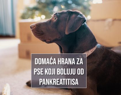 DOMAĆA HRANA ZA PSE KOJI BOLUJU OD PANKREATITISA