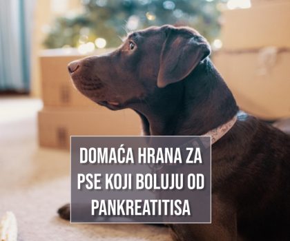 DOMAĆA HRANA ZA PSE KOJI BOLUJU OD PANKREATITISA