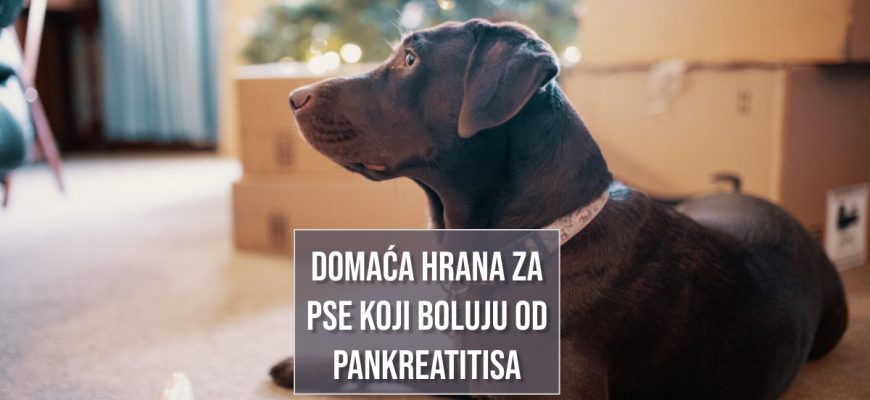 DOMAĆA HRANA ZA PSE KOJI BOLUJU OD PANKREATITISA