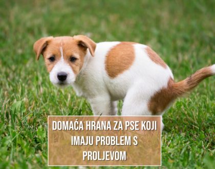 DOMAĆA HRANA ZA PSE KOJI IMAJU PROBLEM S PROLJEVOM