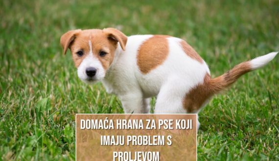 DOMAĆA HRANA ZA PSE KOJI IMAJU PROBLEM S PROLJEVOM