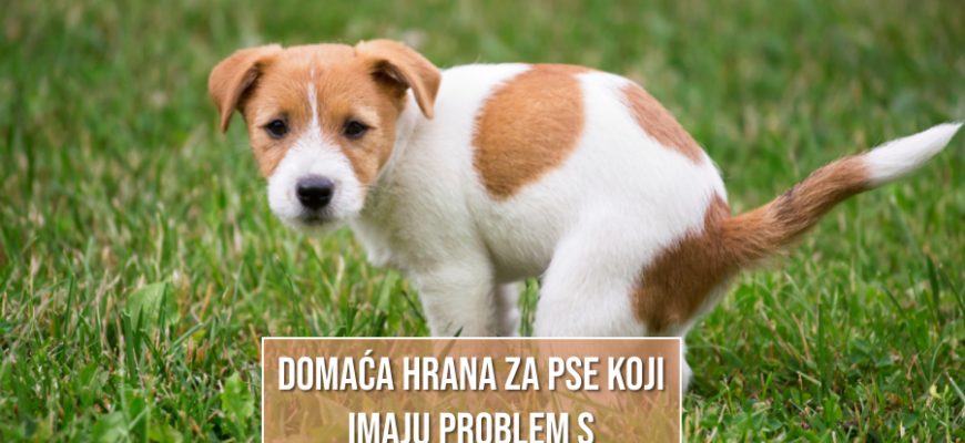 DOMAĆA HRANA ZA PSE KOJI IMAJU PROBLEM S PROLJEVOM