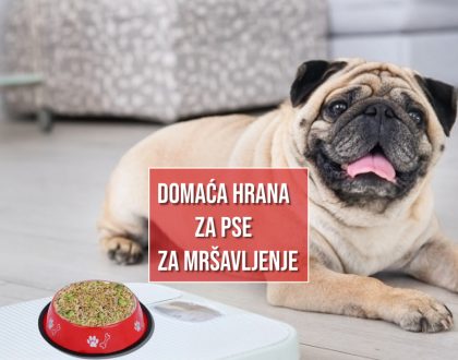 DOMAĆA HRANA ZA PSE ZA MRŠAVLJENJE