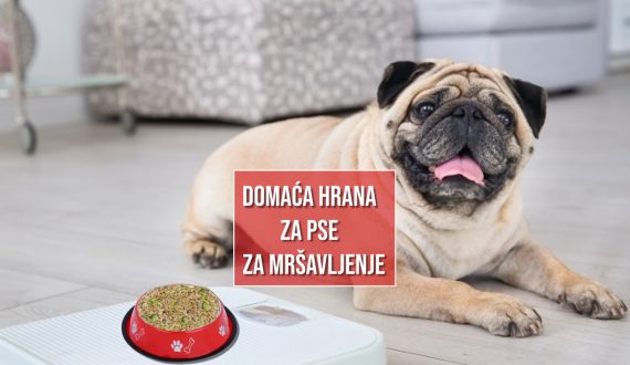 DOMAĆA HRANA ZA PSE ZA MRŠAVLJENJE