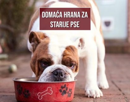 DOMAĆA HRANA ZA STARIJE PSE