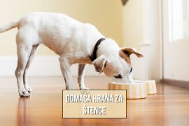 DOMAĆA HRANA ZA ŠTENCE