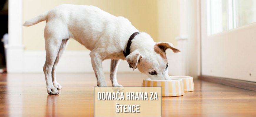 DOMAĆA HRANA ZA ŠTENCE