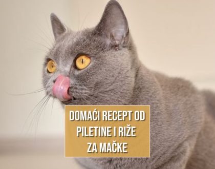 DOMAĆI RECEPTI OD PILETINE I RIŽE ZA MAČKE