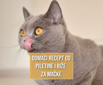 DOMAĆI RECEPTI OD PILETINE I RIŽE ZA MAČKE