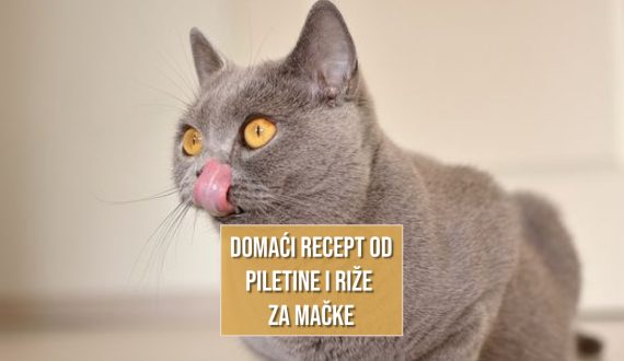 DOMAĆI RECEPTI OD PILETINE I RIŽE ZA MAČKE
