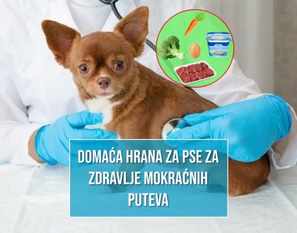 Domaća hrana za pse za zdravlje mokraćnih putova