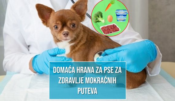 Domaća hrana za pse za zdravlje mokraćnih putova