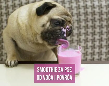 SMOTHIE ZA PSE OD VOĆA I POVRĆA