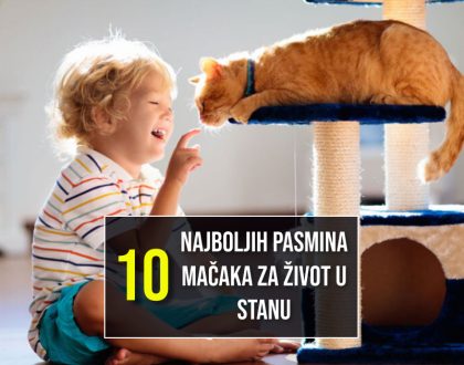 10 NAJBOLJIH PASMINA MAČAKA ZA ŽIVOT U STANU