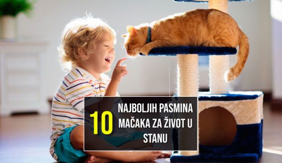 10 NAJBOLJIH PASMINA MAČAKA ZA ŽIVOT U STANU