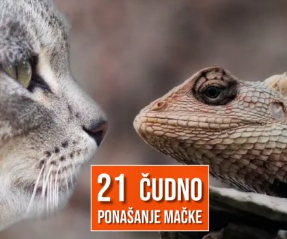 21 ČUDNO PONAŠANJE MAČKE