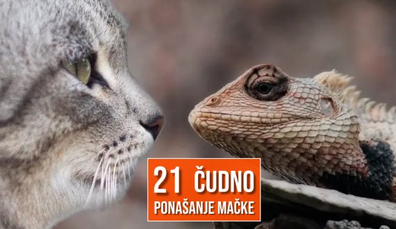 21 ČUDNO PONAŠANJE MAČKE