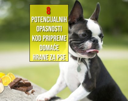 8 POTENCIJALNIH OPASNOSTI DOMAĆE HRANE ZA PSE