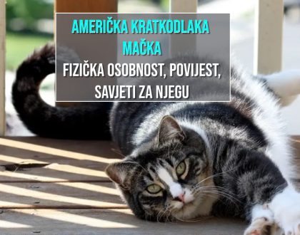 AMERIČKA KRATKODLAKA MAČKA