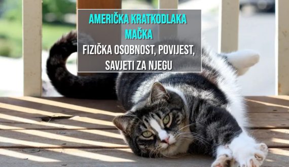 AMERIČKA KRATKODLAKA MAČKA