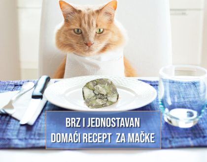 BRZ I JEDNOSTAVAN DOMAĆI RECEPT ZA MAČKE