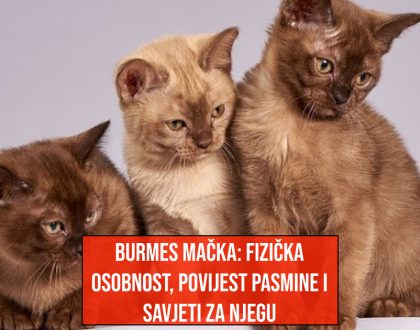BURMES MAČKA FIZIČKE OSOBNOSTI_POVIJEST PASMINE_SAVJETI ZA NJEGU