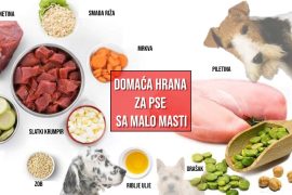 DOMAĆA HRANA ZA PSE SA MALO MASTI
