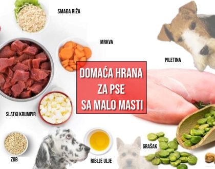 DOMAĆA HRANA ZA PSE SA MALO MASTI