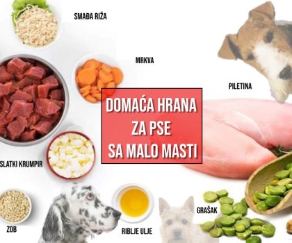 DOMAĆA HRANA ZA PSE SA MALO MASTI