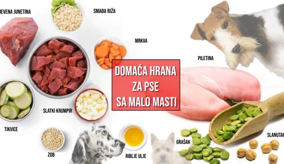 DOMAĆA HRANA ZA PSE SA MALO MASTI