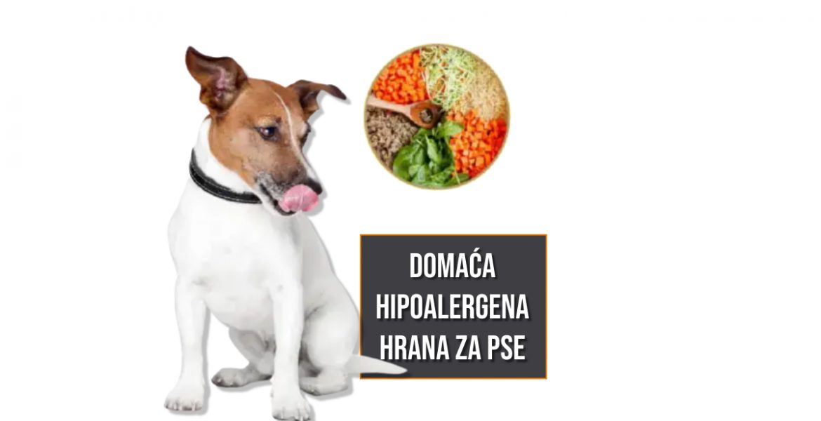 DomaÄ‡a hipoalergena hrana za pse
