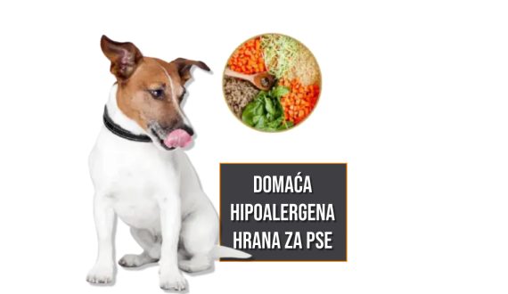 Domaća hipoalergena hrana za pse