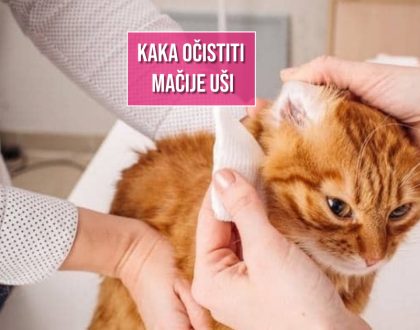 KAKO OČISTITI MAČIJE UŠI