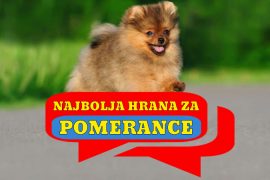 NAJBOLJA HRANA ZA POMERANCE