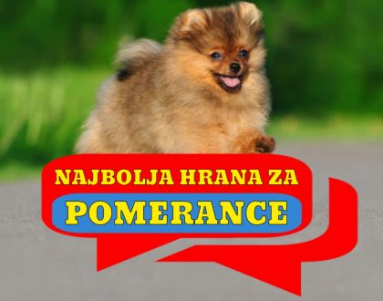 NAJBOLJA HRANA ZA POMERANCE