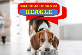 NAJBOLJA HRANA ZA BEAGLE