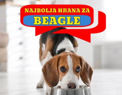 NAJBOLJA HRANA ZA BEAGLE
