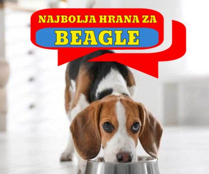 NAJBOLJA HRANA ZA BEAGLE