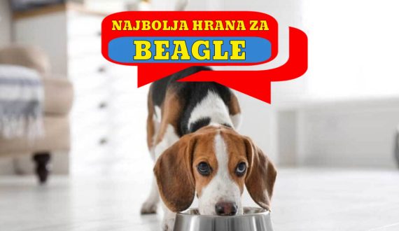 NAJBOLJA HRANA ZA BEAGLE