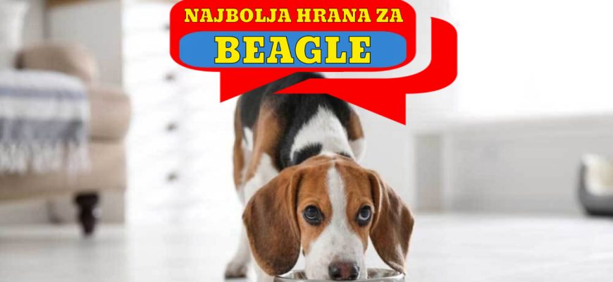NAJBOLJA HRANA ZA BEAGLE