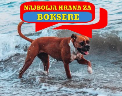 NAJBOLJA HRANA ZA BOKSERE