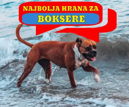 NAJBOLJA HRANA ZA BOKSERE