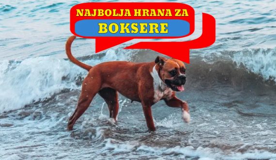NAJBOLJA HRANA ZA BOKSERE