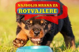 NAJBOLJA HRANA ZA ROTVAJLERE