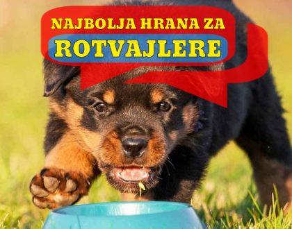 NAJBOLJA HRANA ZA ROTVAJLERE