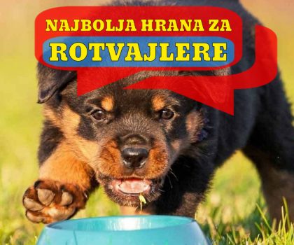 NAJBOLJA HRANA ZA ROTVAJLERE