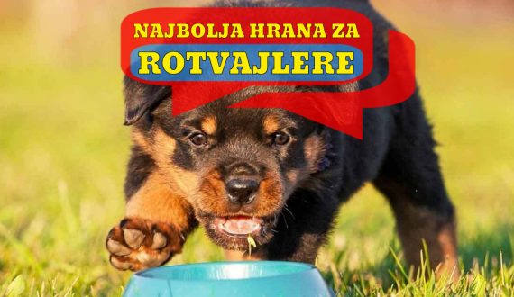 NAJBOLJA HRANA ZA ROTVAJLERE