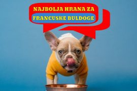 NAJBOLJA HRANA ZA FRANCUSKE BULDOGE